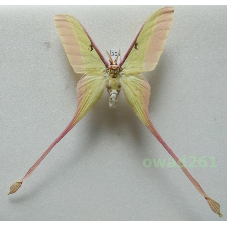 Actias dubernardi (Oberthür, 1897) male ex. ovo China 79mm30a